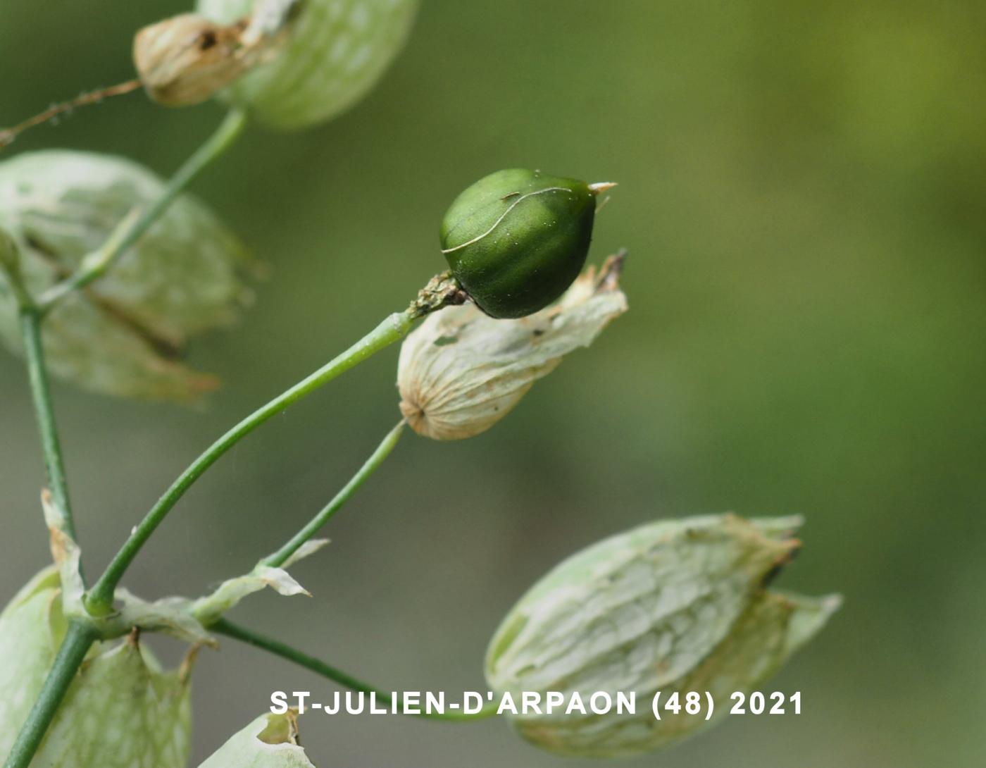 Campion, Bladder fruit